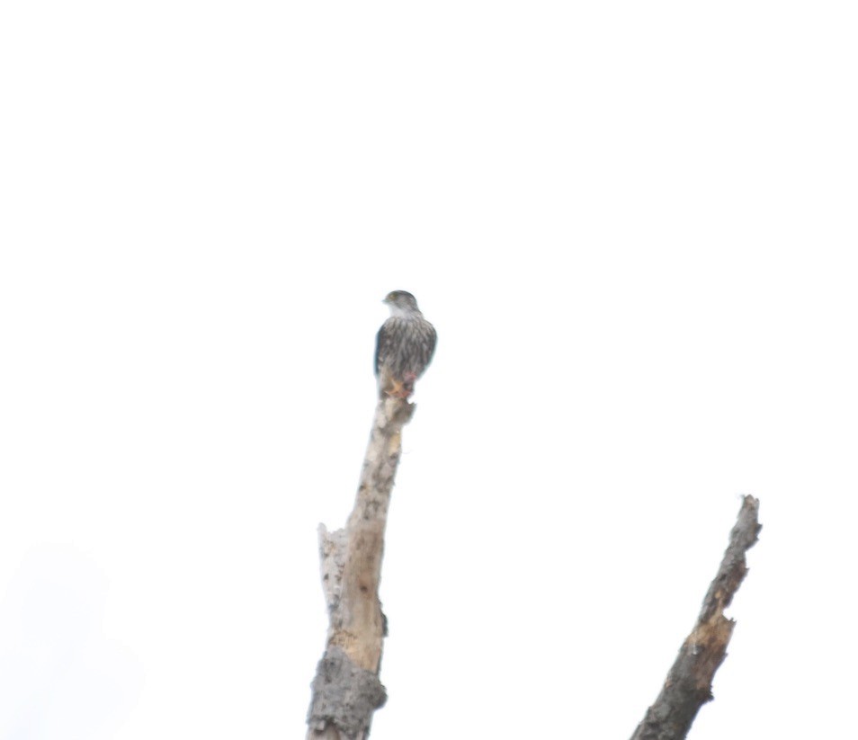 Хайргууна шонхор - ML629043773