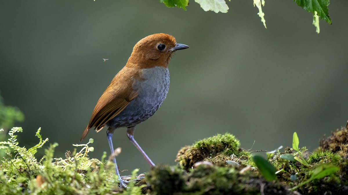 Bicolored Antpitta - ML629043779