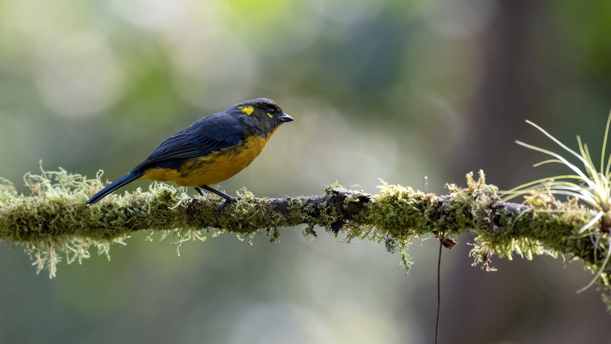 Lacrimose Mountain Tanager - ML629043835