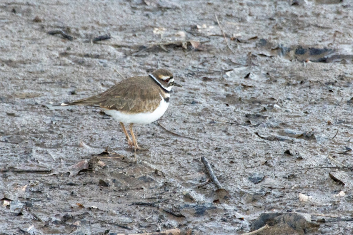 Killdeer - ML629043934