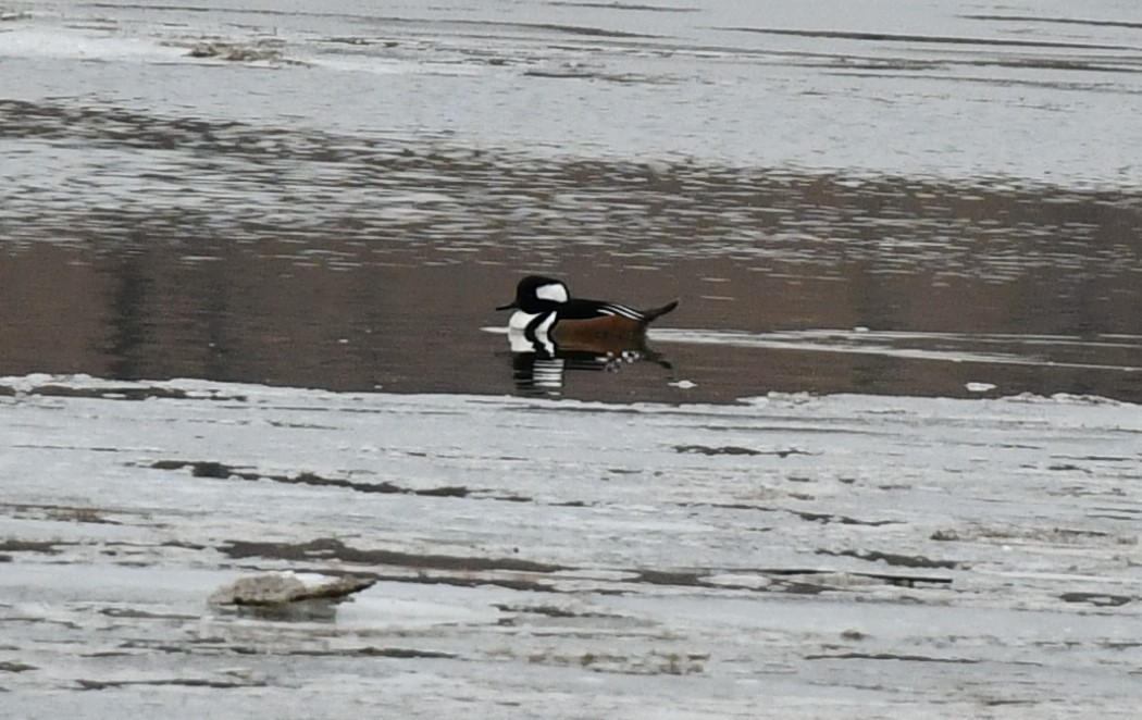 Hooded Merganser - ML629044009