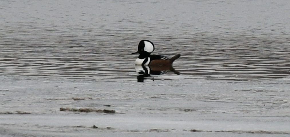 Hooded Merganser - ML629044011