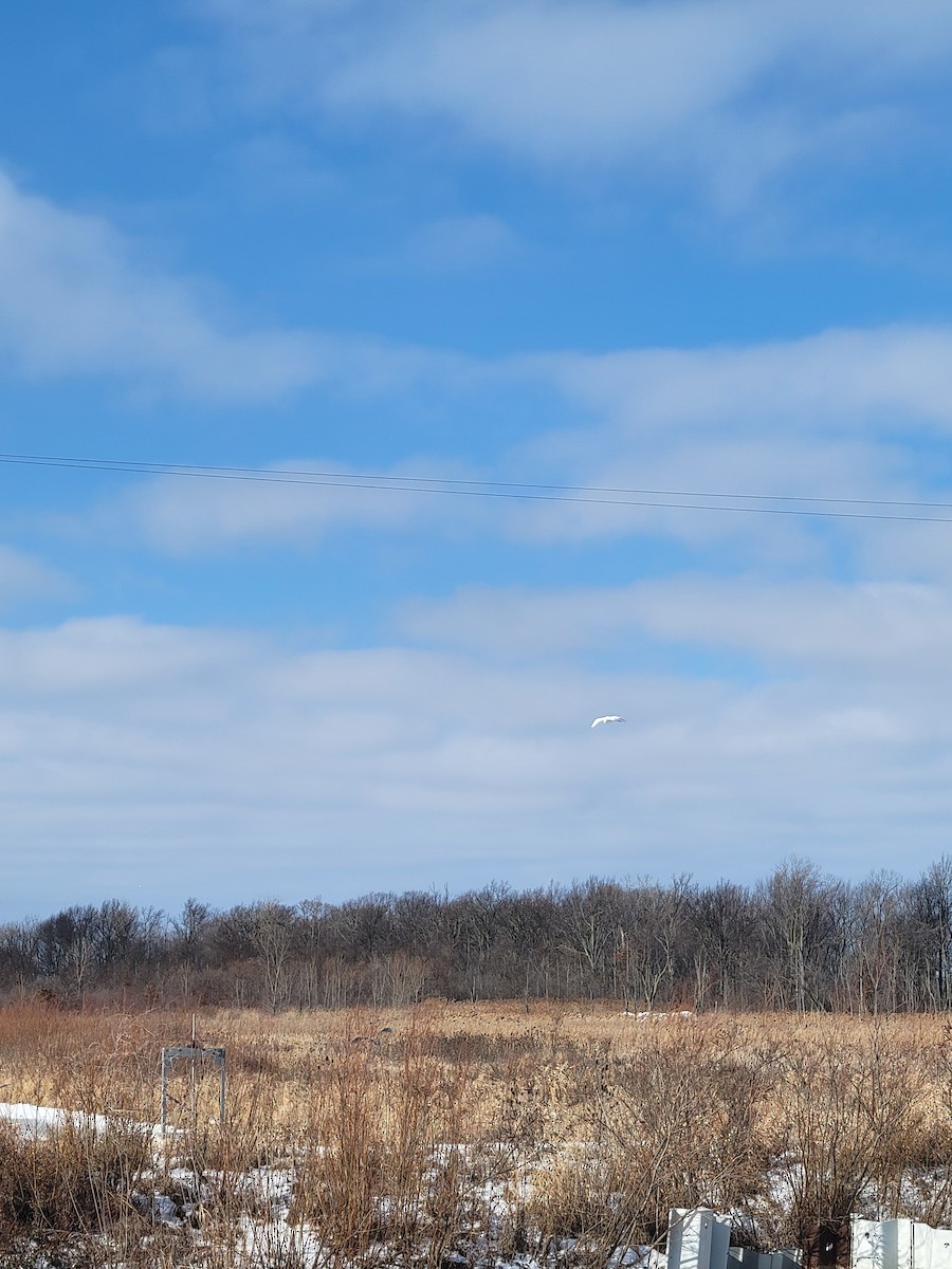 Great Egret - ML629044029