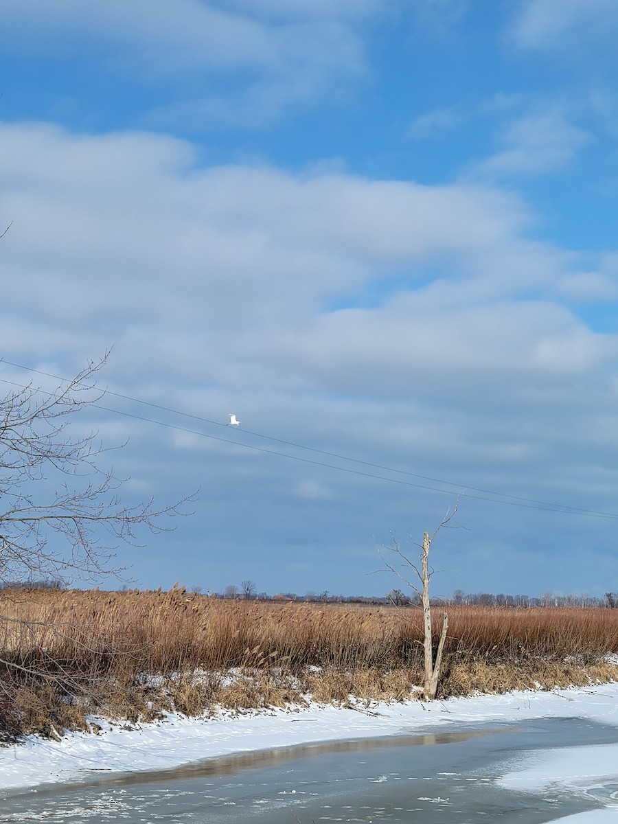 Great Egret - ML629044030