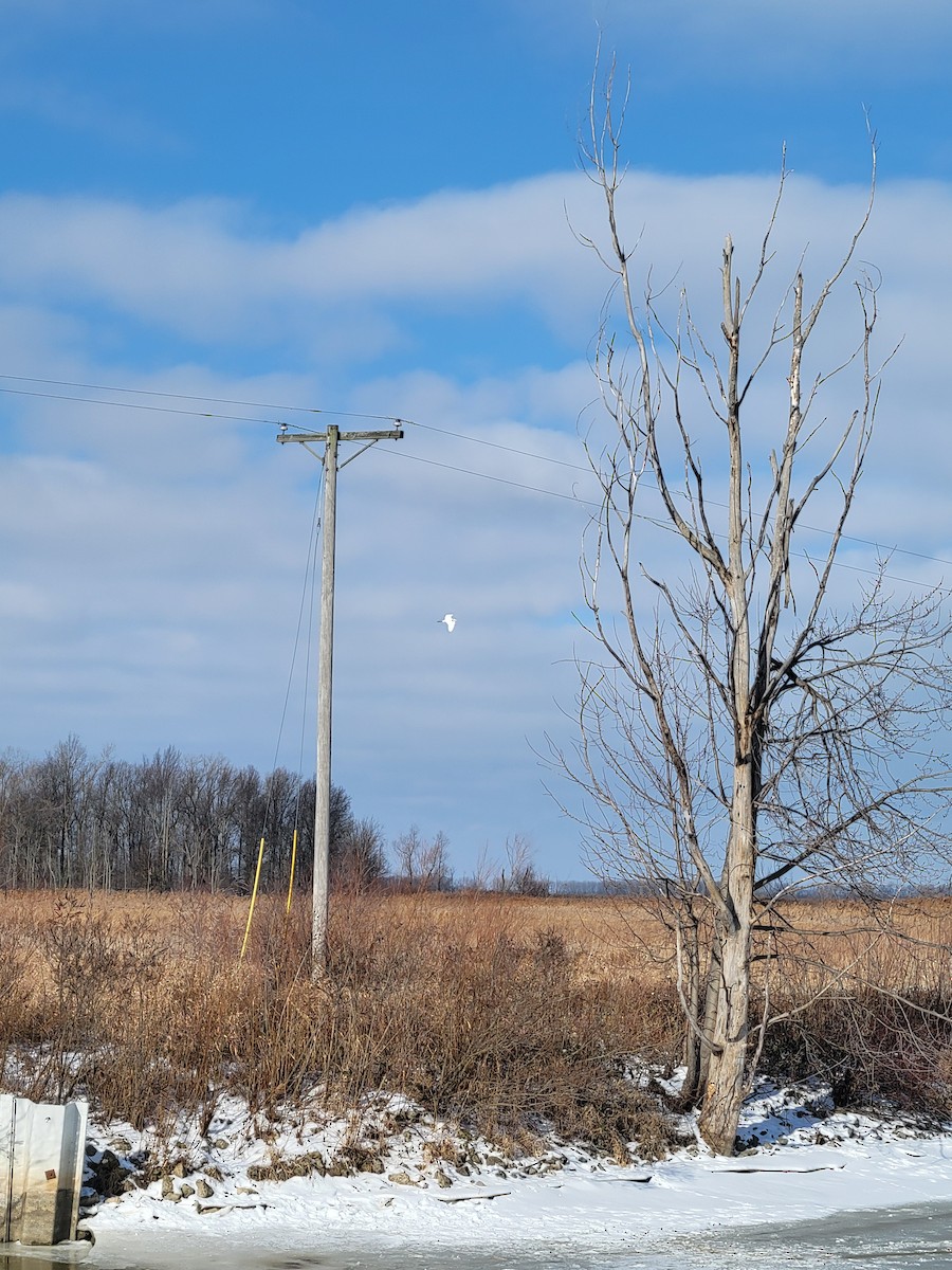 Great Egret - ML629044031