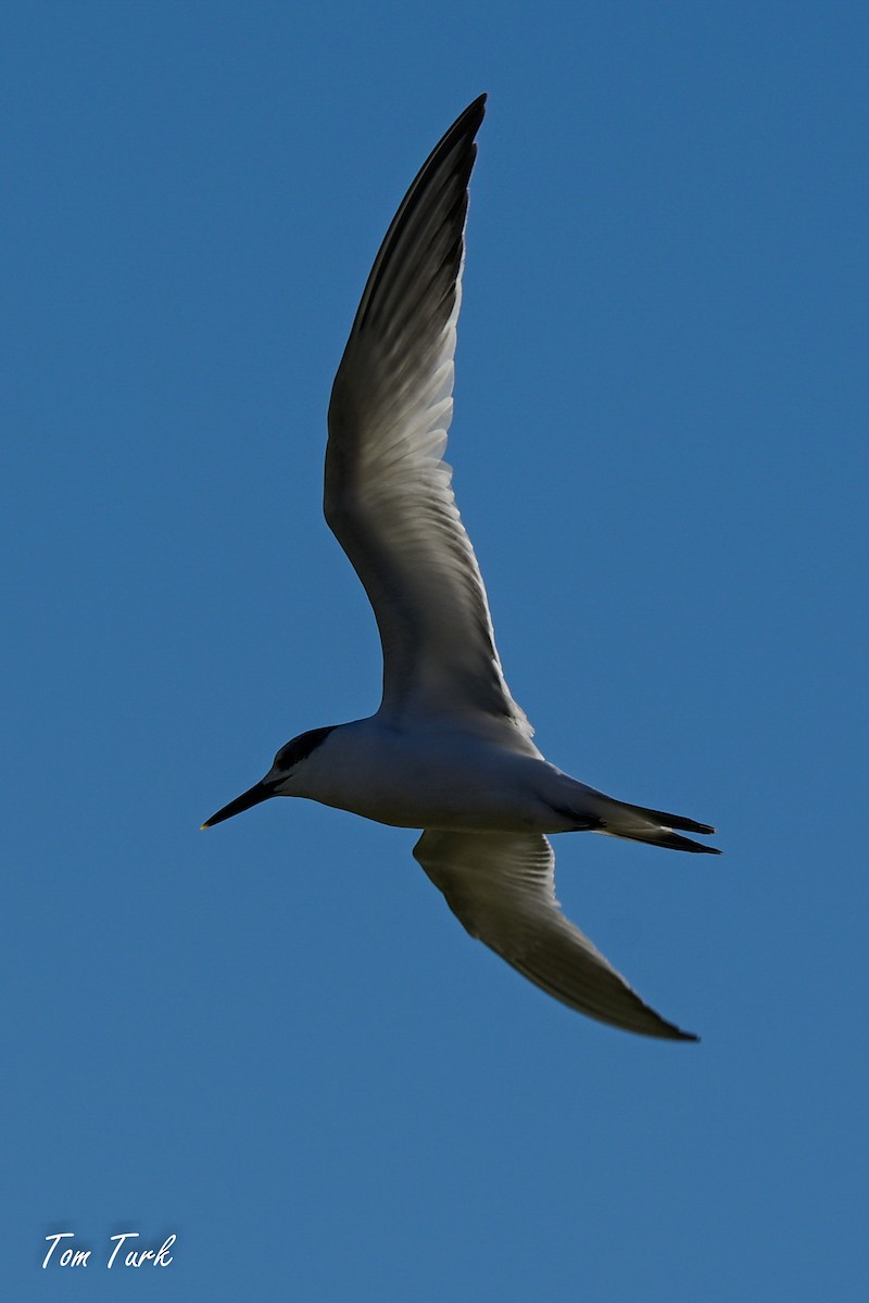 Sandwich Tern - ML629044082