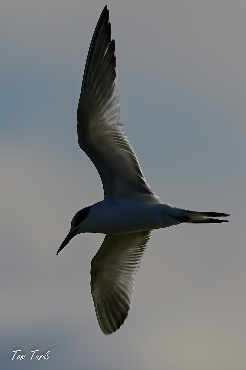 Sandwich Tern - ML629044083