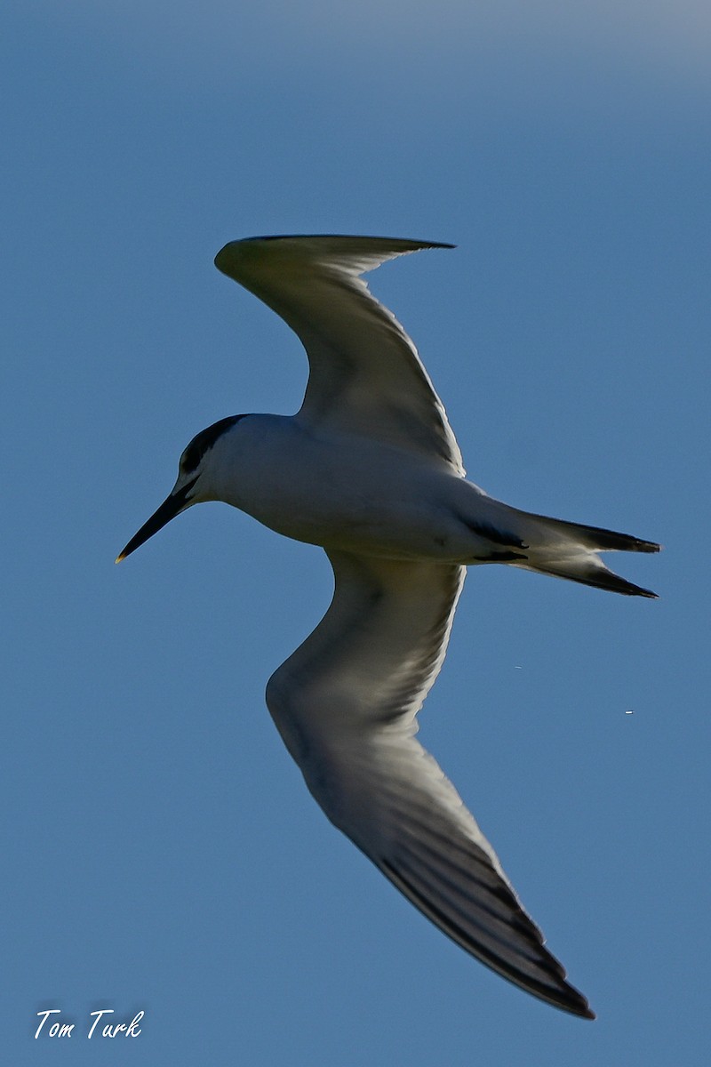 Sandwich Tern - ML629044086