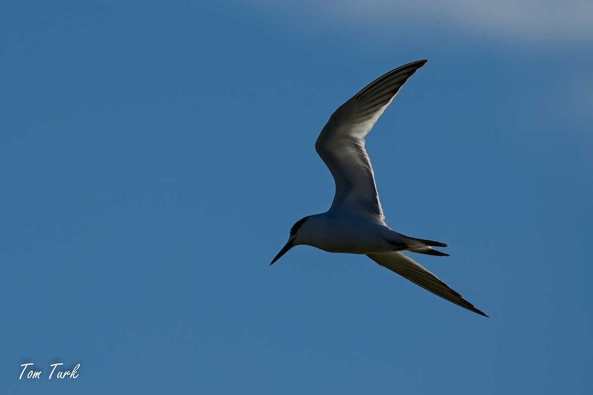 Sandwich Tern - ML629044087