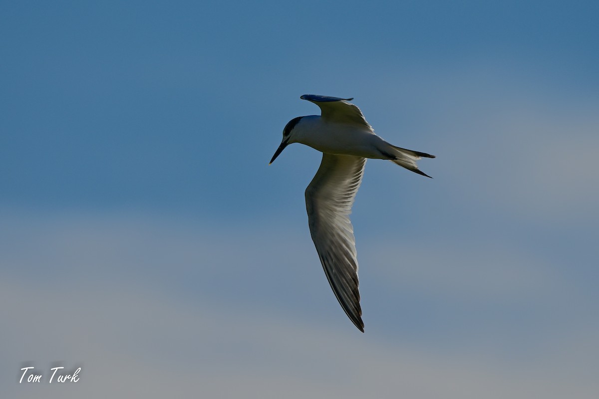 Sandwich Tern - ML629044088