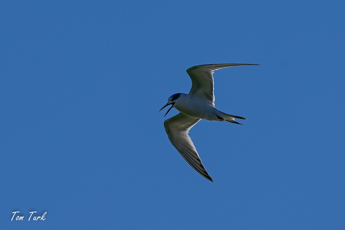 Sandwich Tern - ML629044089