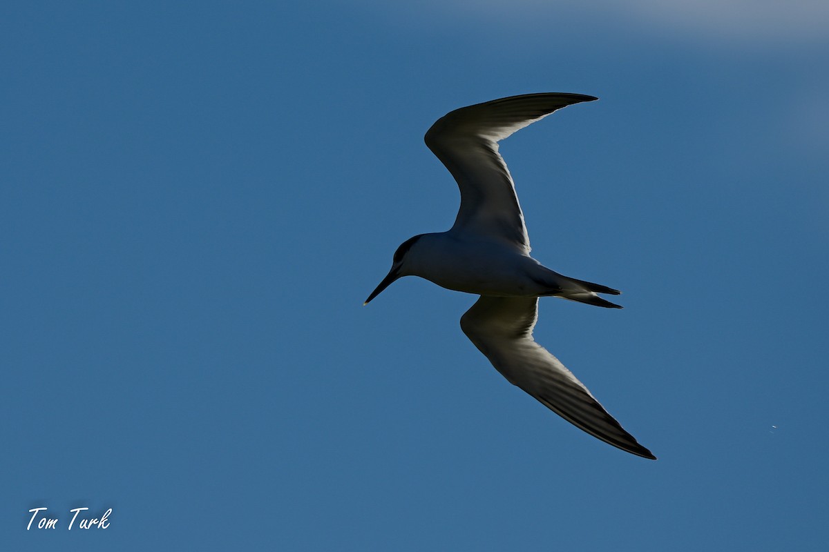 Sandwich Tern - ML629044090