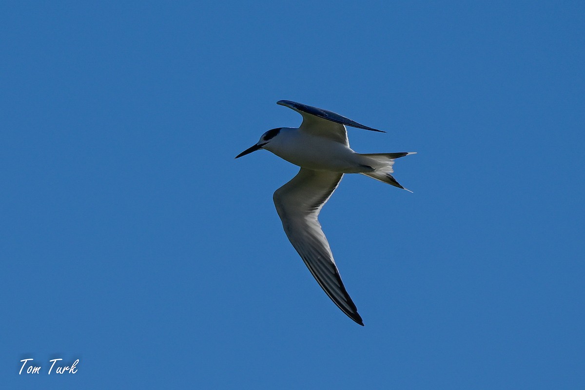 Sandwich Tern - ML629044091