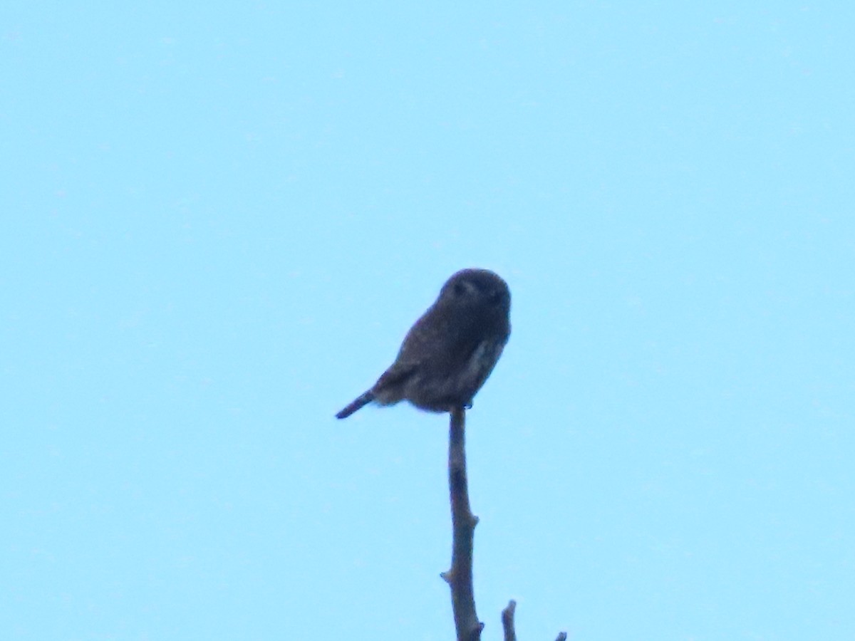 Northern Pygmy-Owl - ML629044116