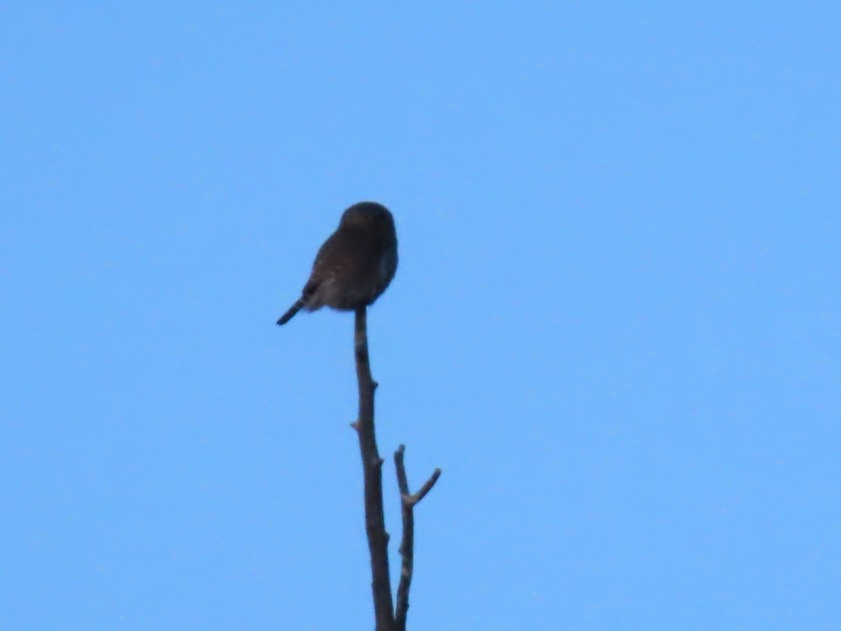 Northern Pygmy-Owl - ML629044117