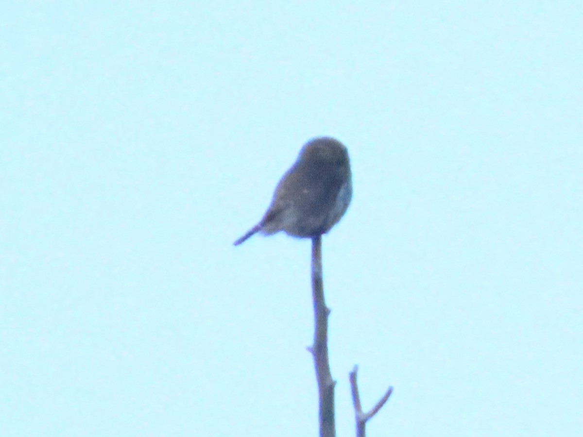 Northern Pygmy-Owl - ML629044118