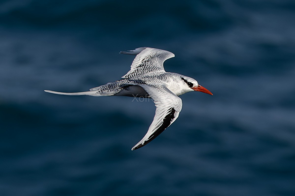 Red-billed Tropicbird - ML629044253