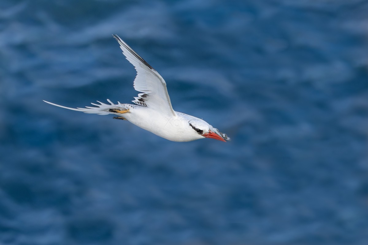 Red-billed Tropicbird - ML629044301