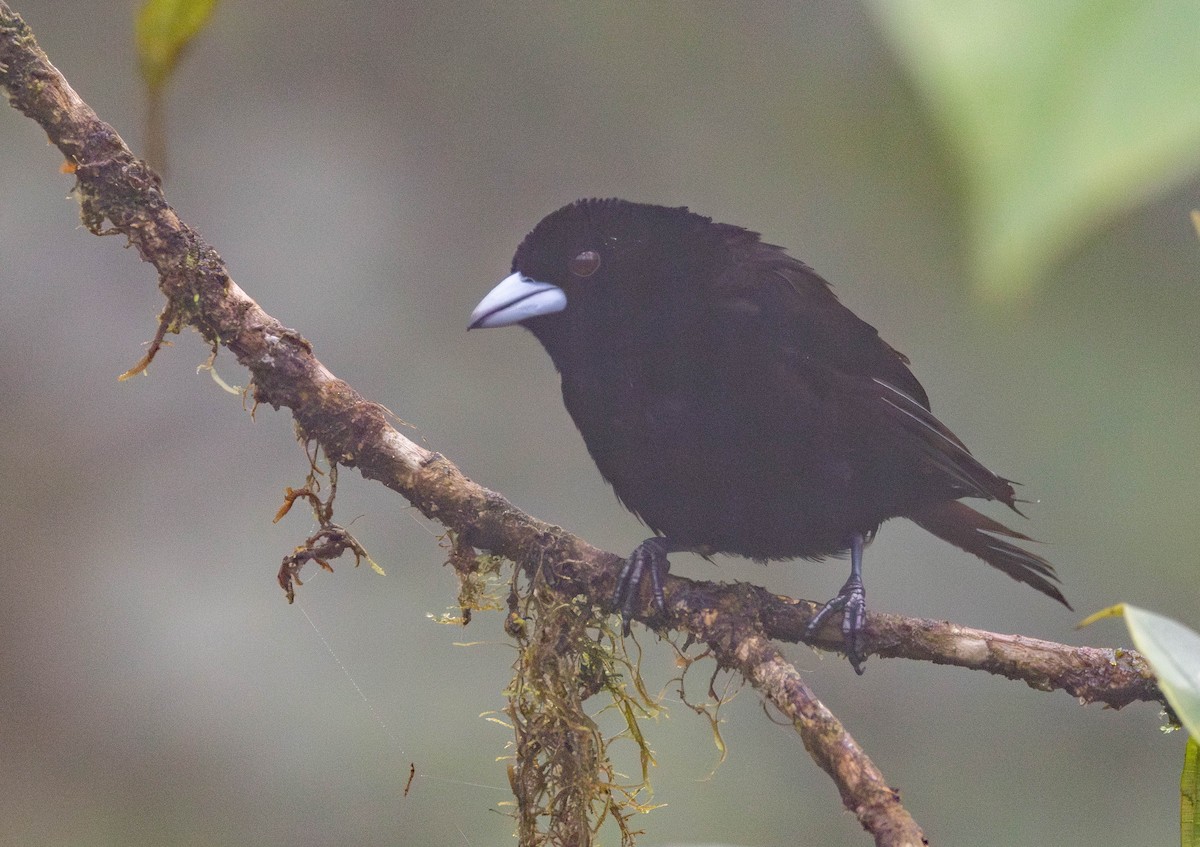 Alev Sokumlu Tangara (icteronotus) - ML629044427