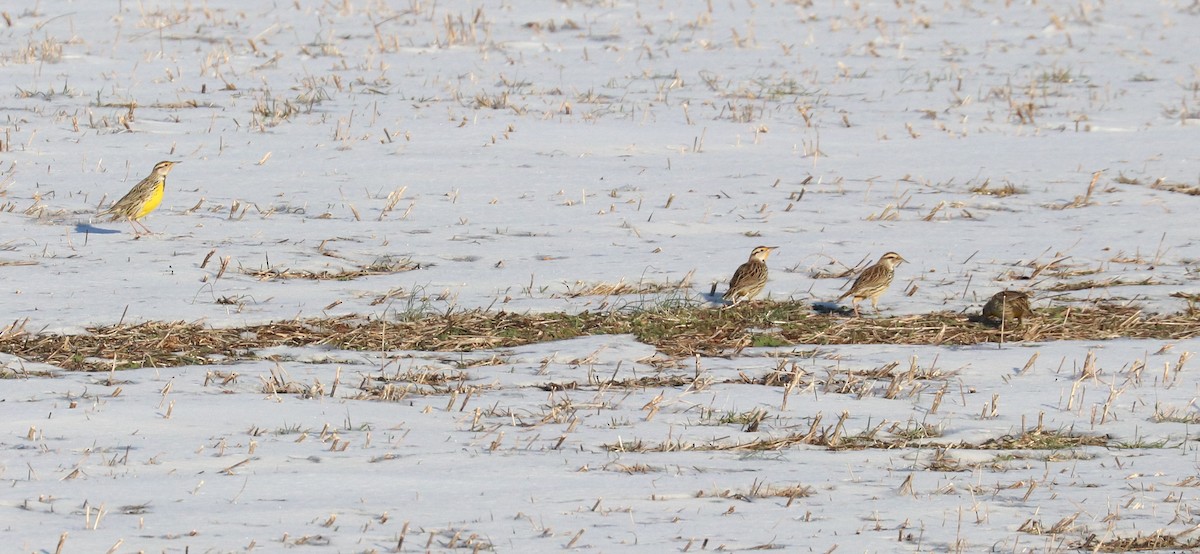 Eastern Meadowlark (Eastern) - ML629044578