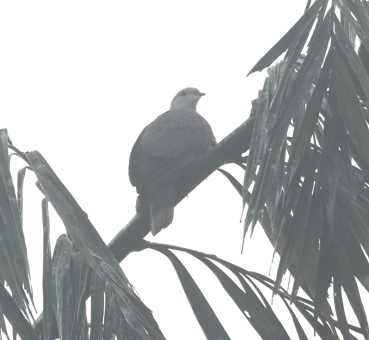 Malabar Imperial-Pigeon - ML629044616