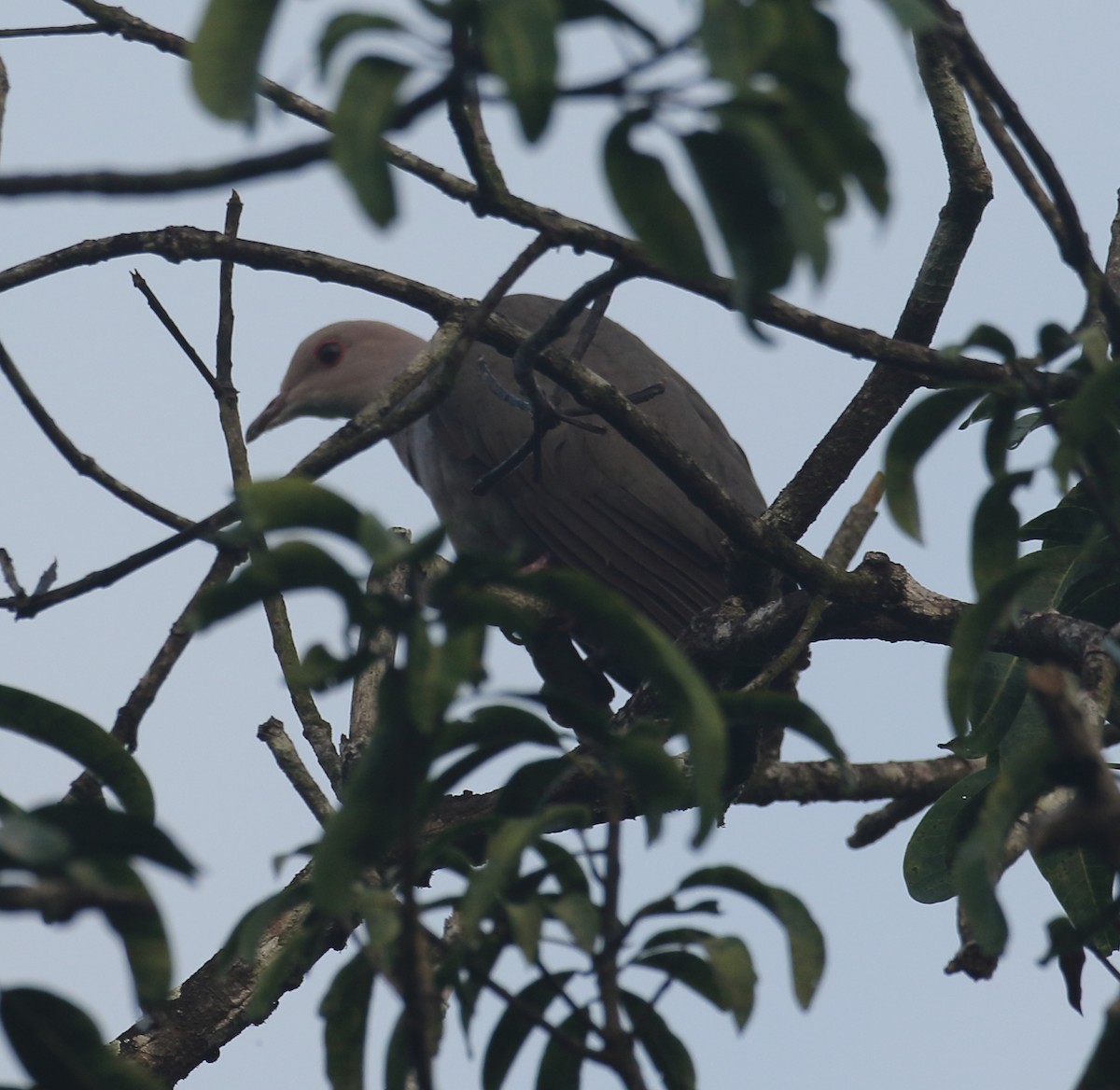 Malabar Imperial-Pigeon - ML629044619