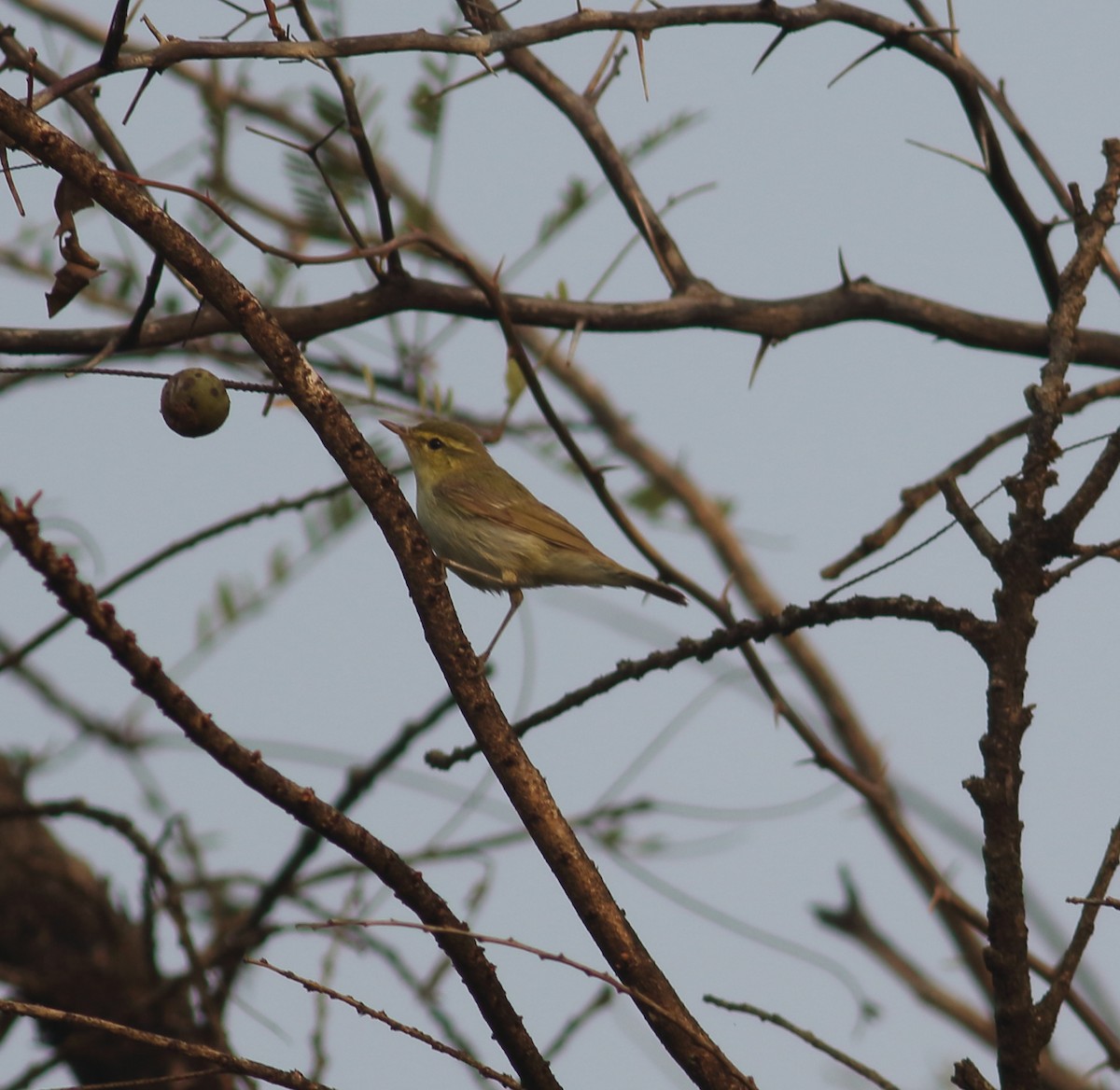 Green Warbler - ML629044705