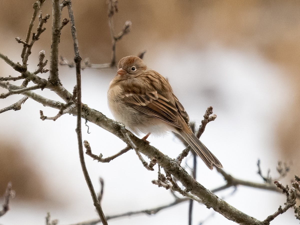 Field Sparrow - ML629044762