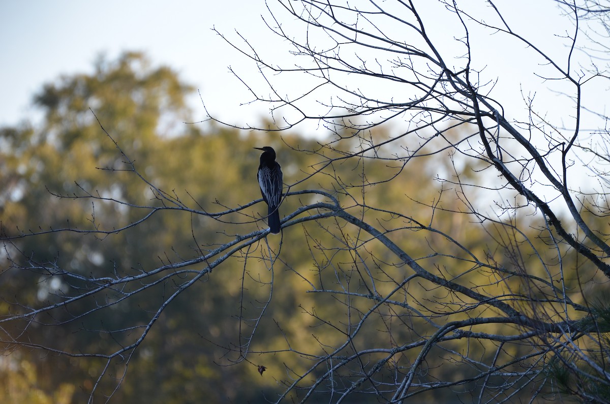 Anhinga amerikarra - ML629044922