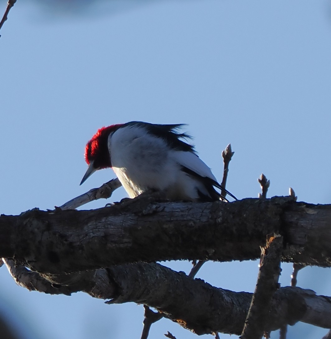 Pic à tête rouge - ML629044925