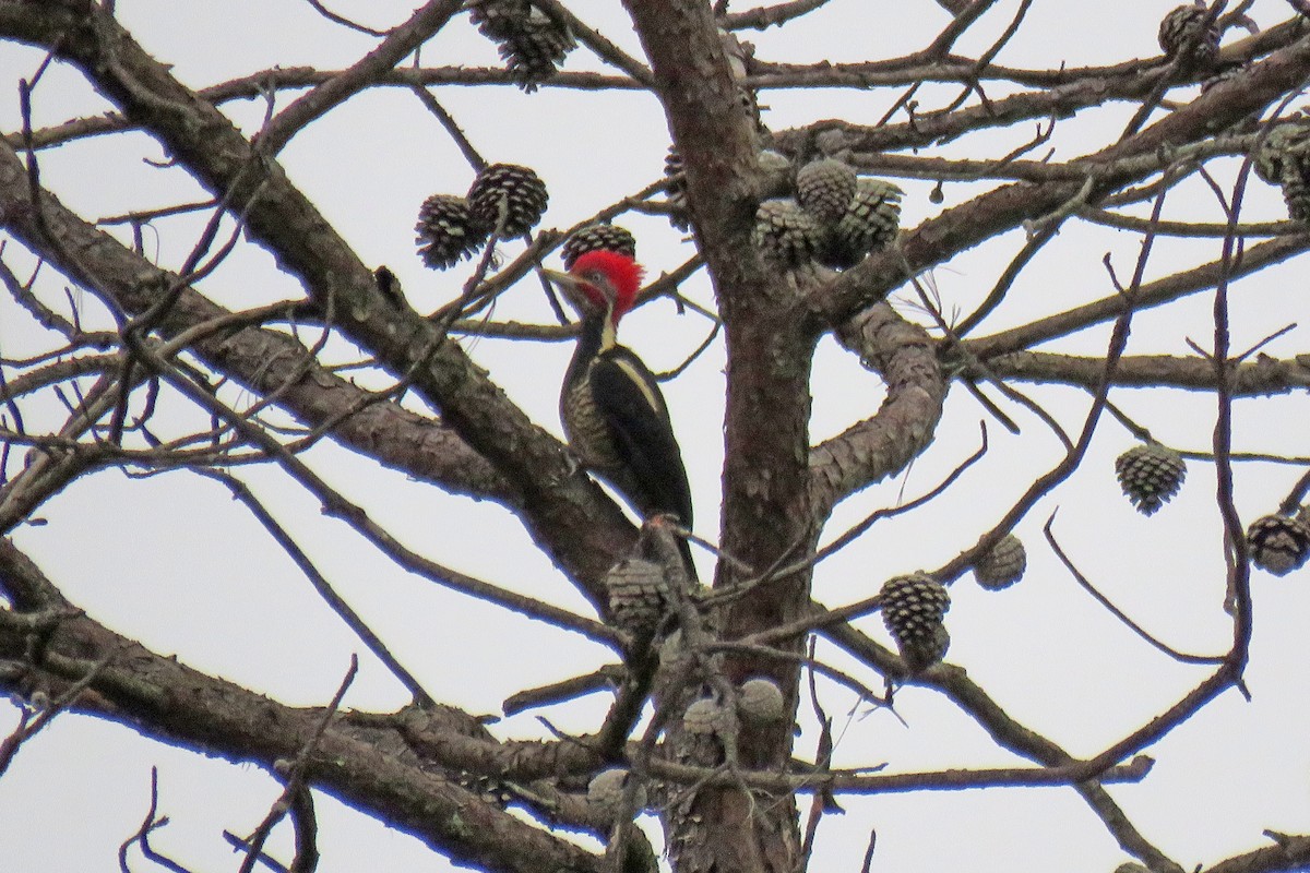 Lineated Woodpecker - ML629045205