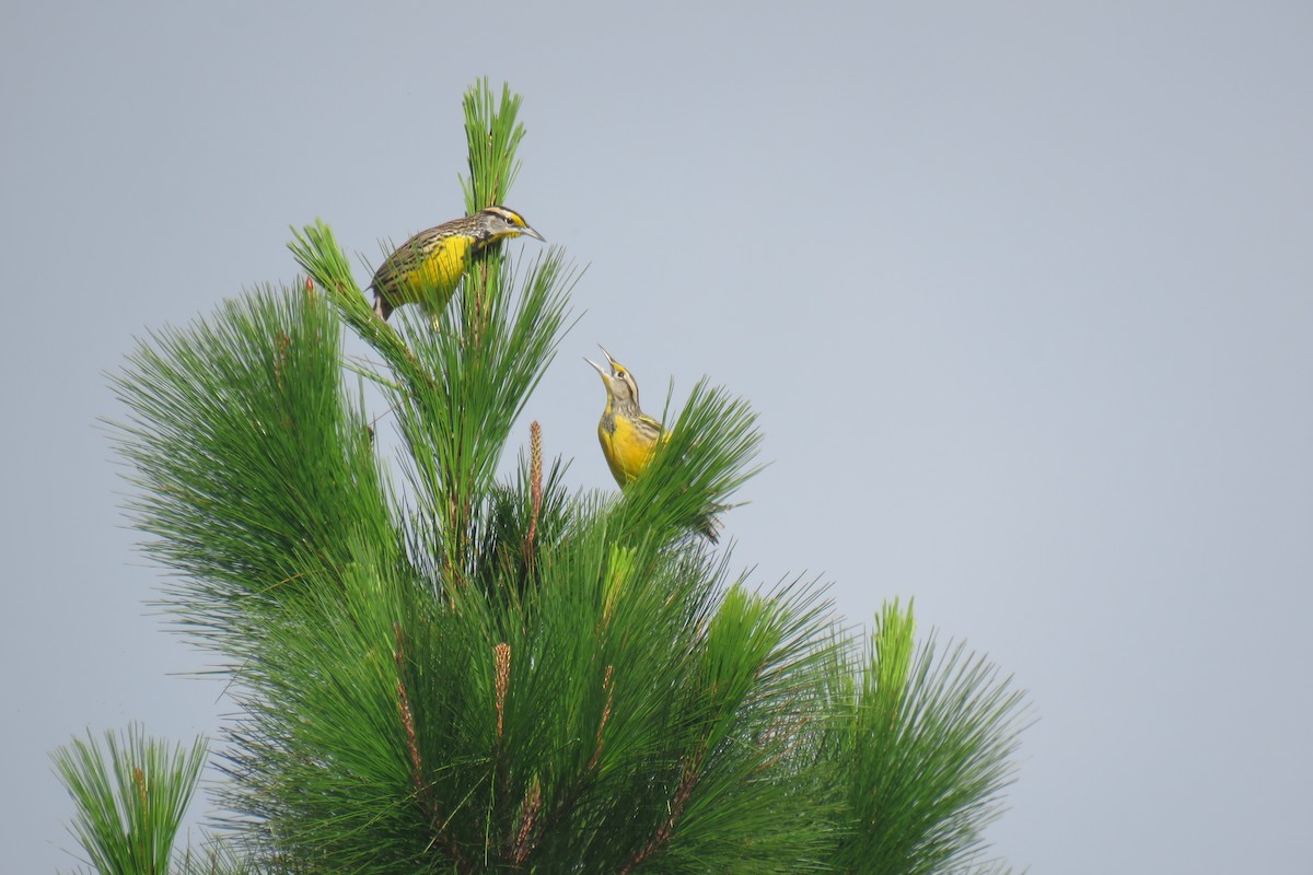 Eastern Meadowlark - ML629045232