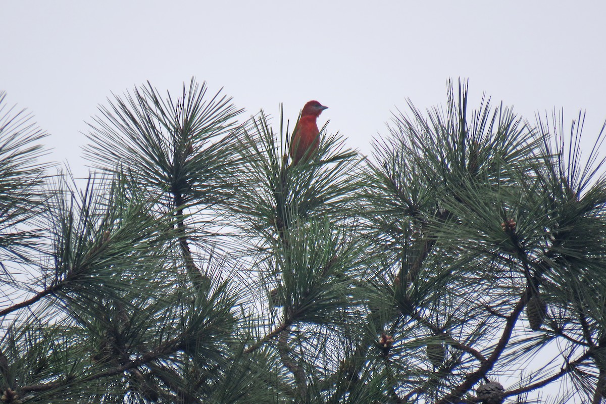 Hepatic Tanager - ML629045246