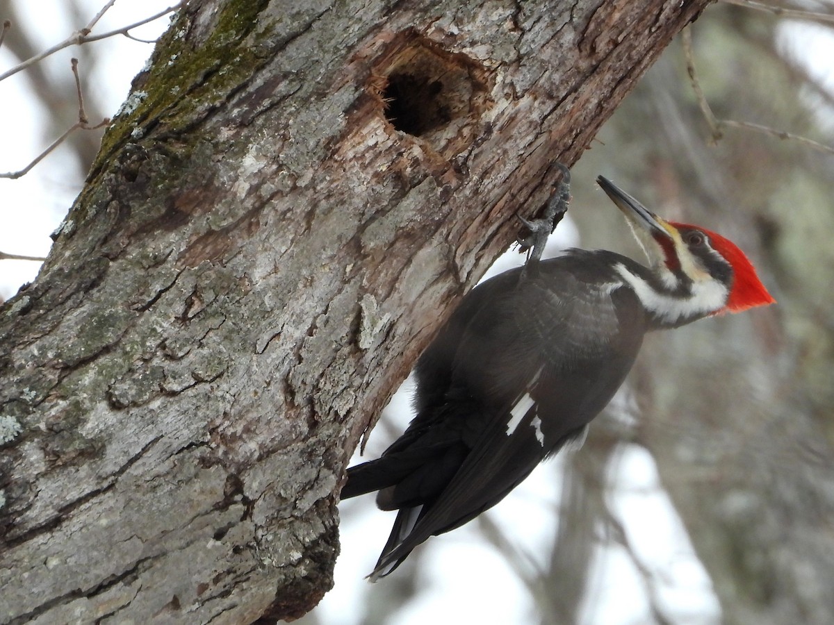 Pileated Woodpecker - ML629045279