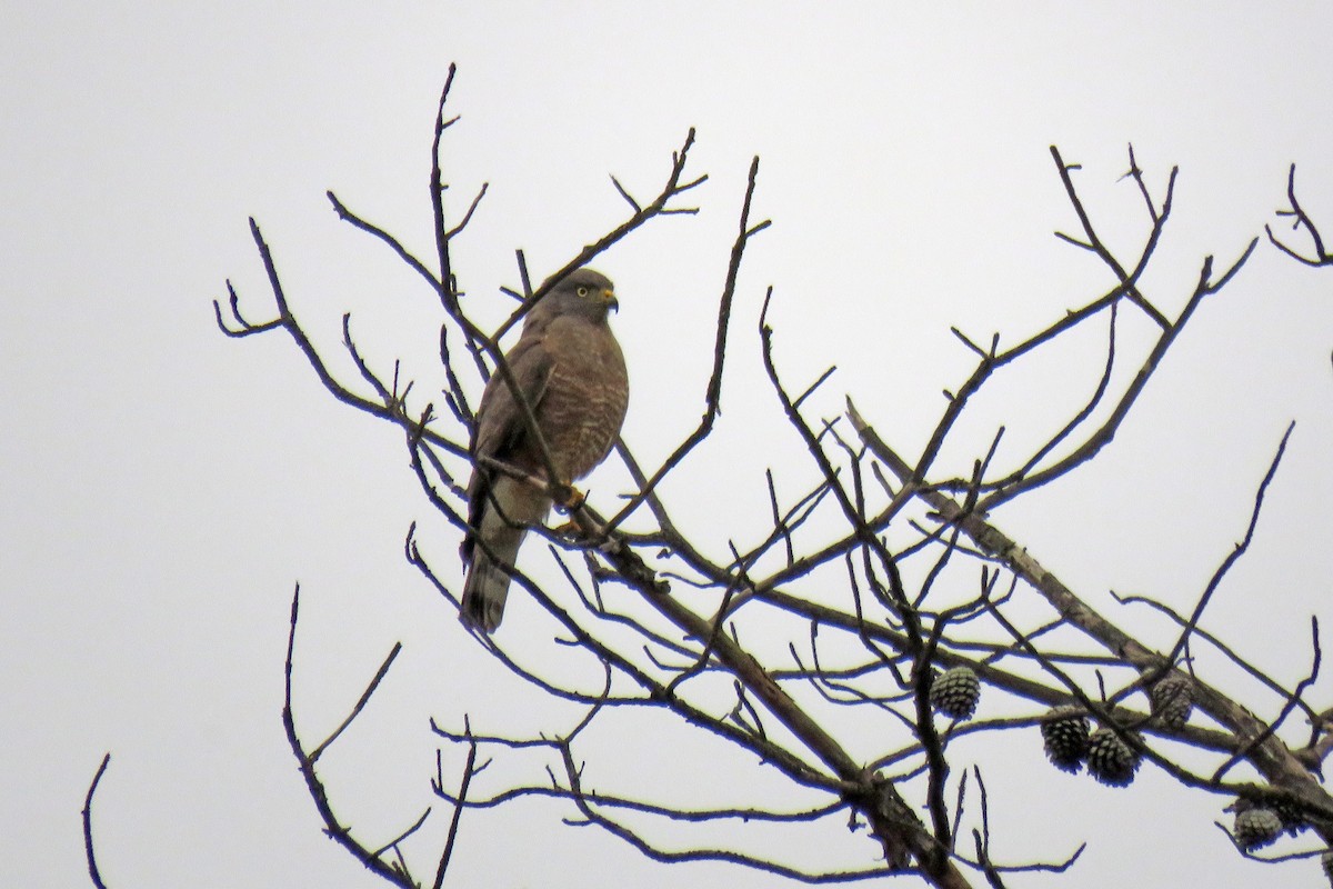 Roadside Hawk - ML629045286