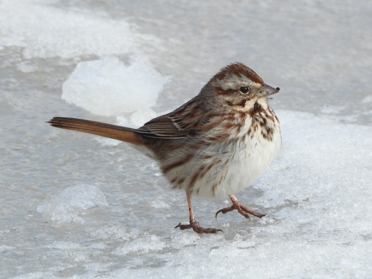 Song Sparrow - ML629045296