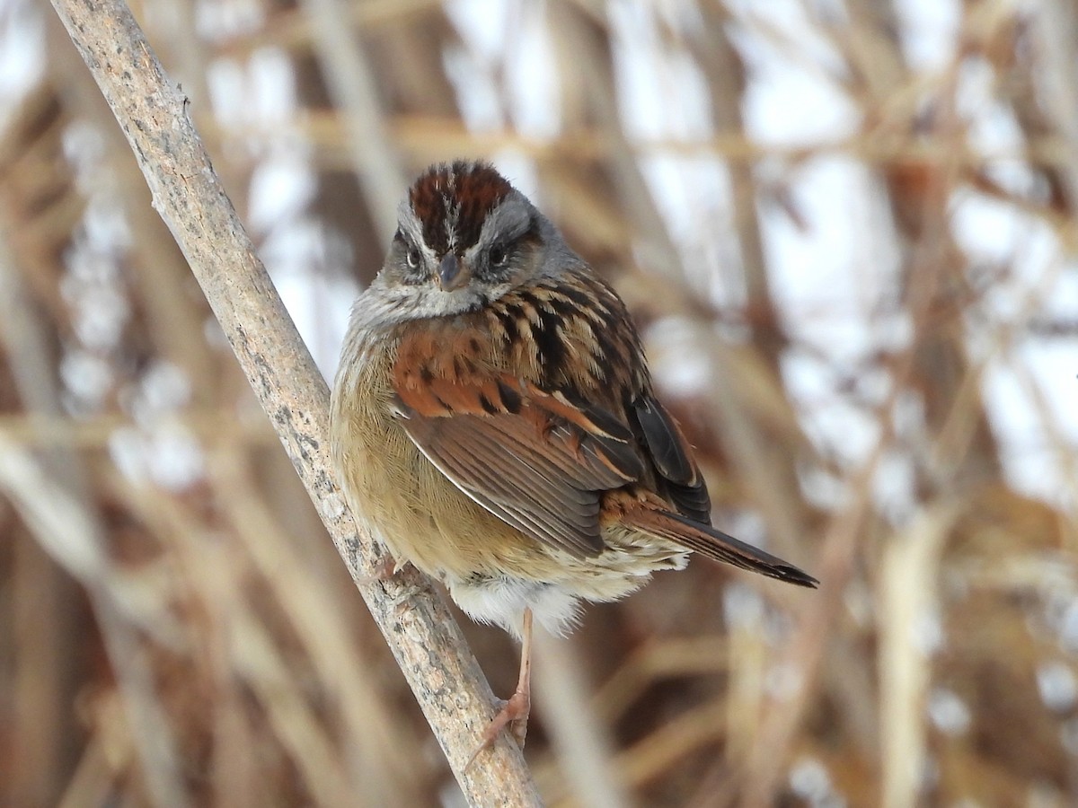 Swamp Sparrow - ML629045302