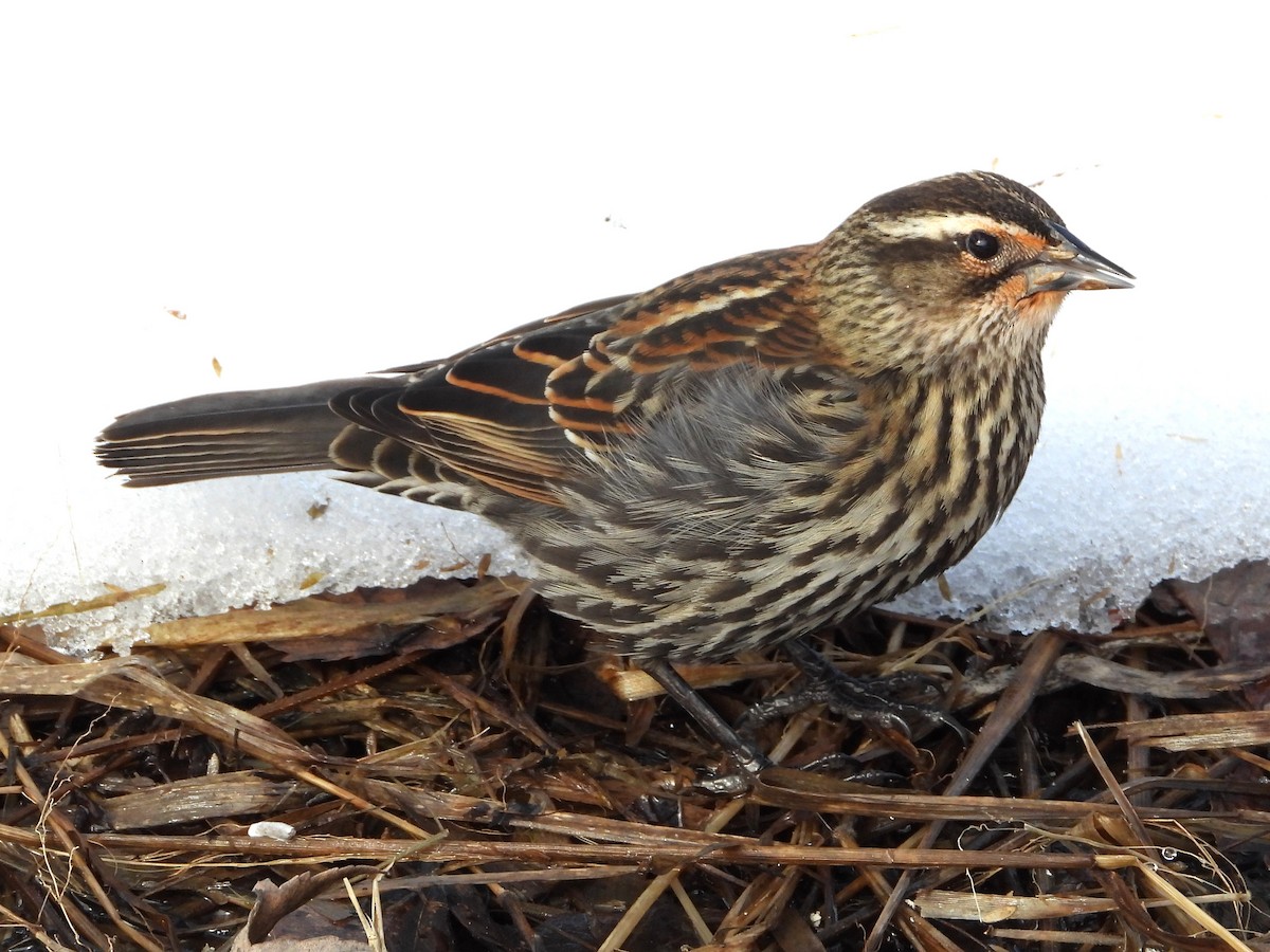 Red-winged Blackbird - ML629045305