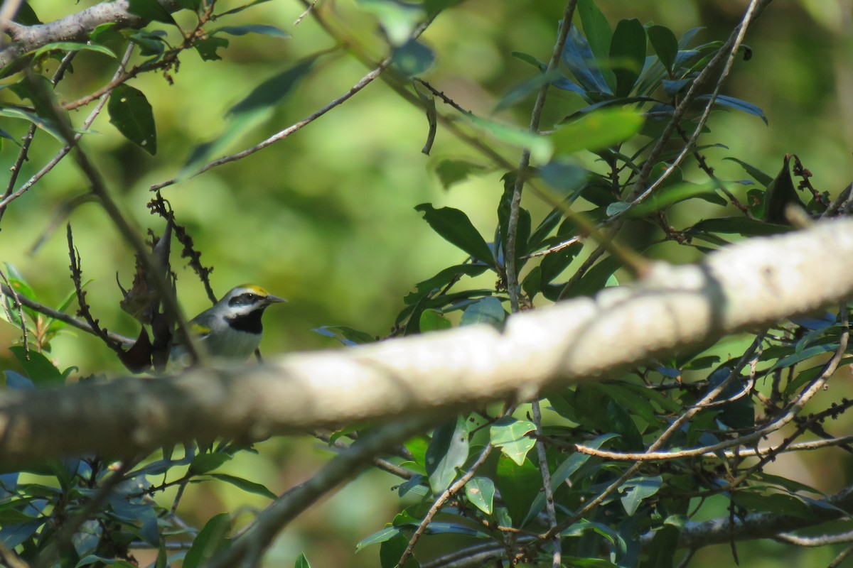 Golden-winged Warbler - ML629045306