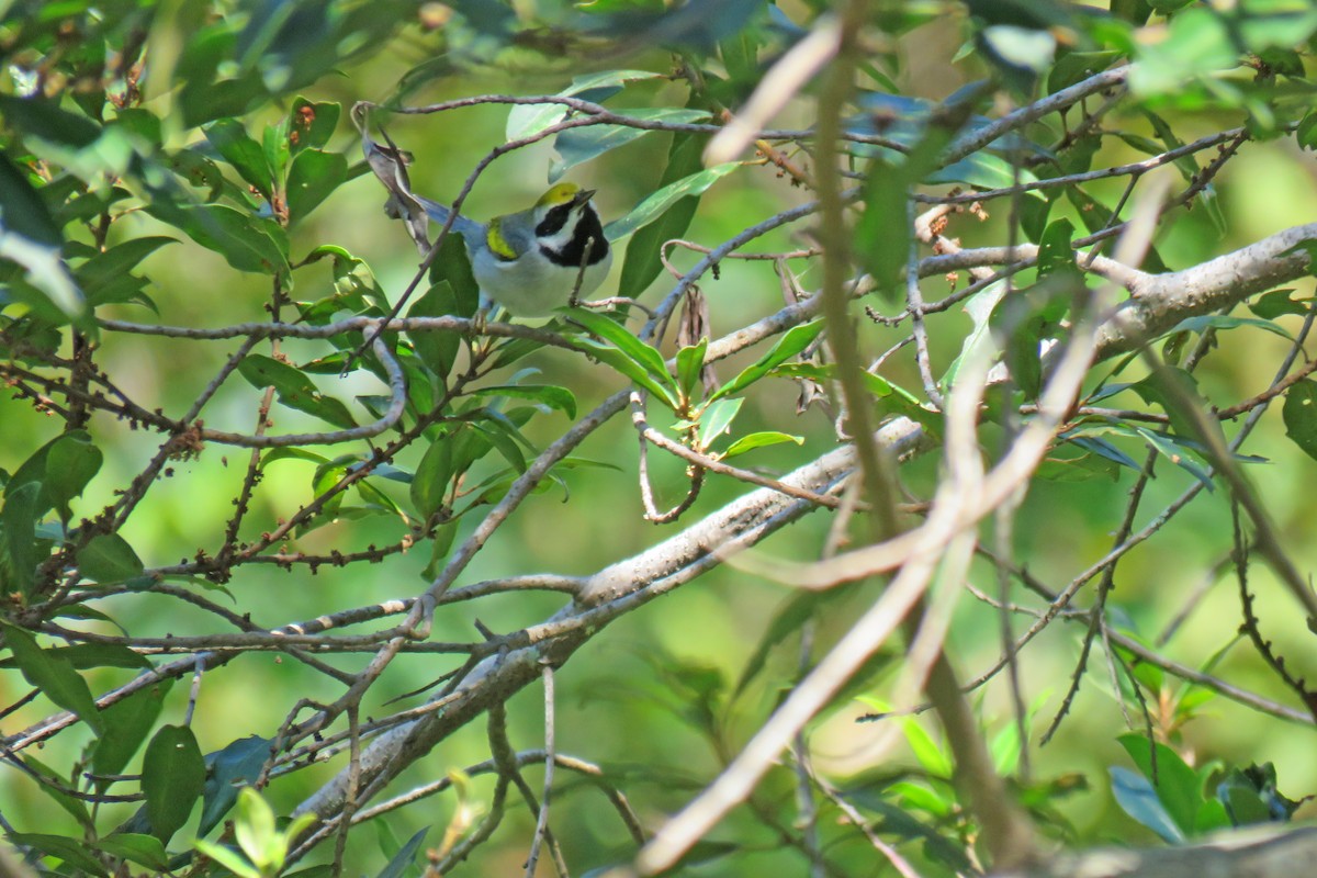 Golden-winged Warbler - ML629045307