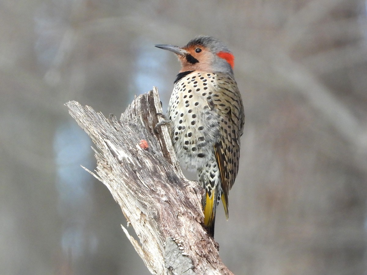 Northern Flicker - ML629045330