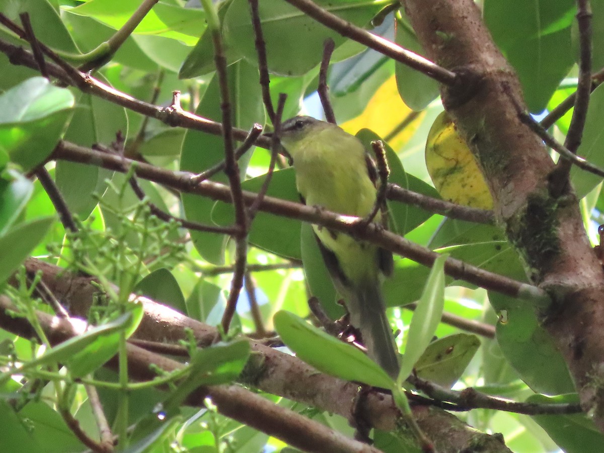 Sulphur-bellied Tyrannulet - ML629045366