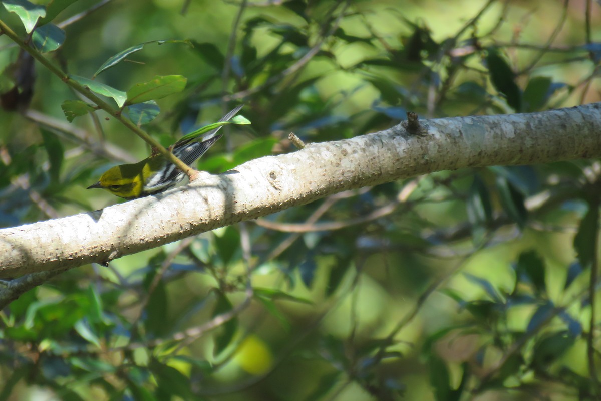 Black-throated Green Warbler - ML629045382