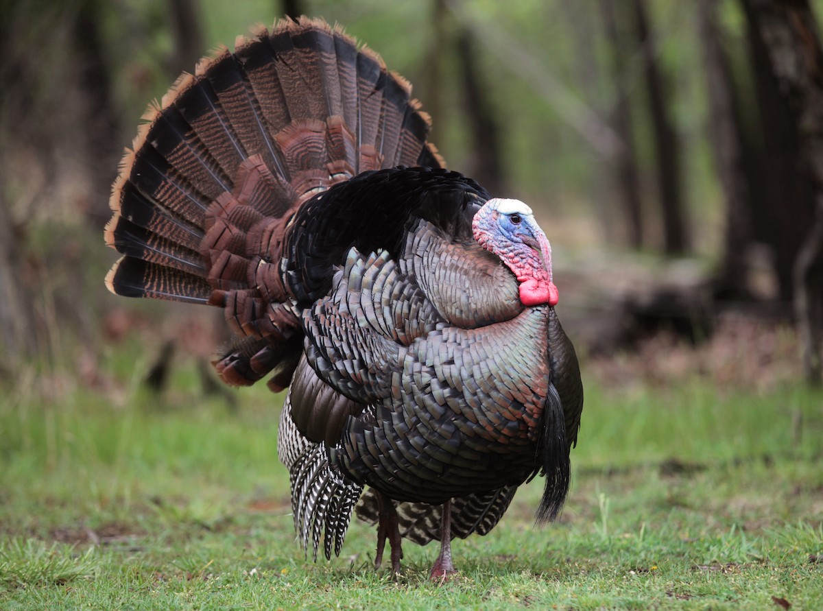 Wild Turkey - ML629045430