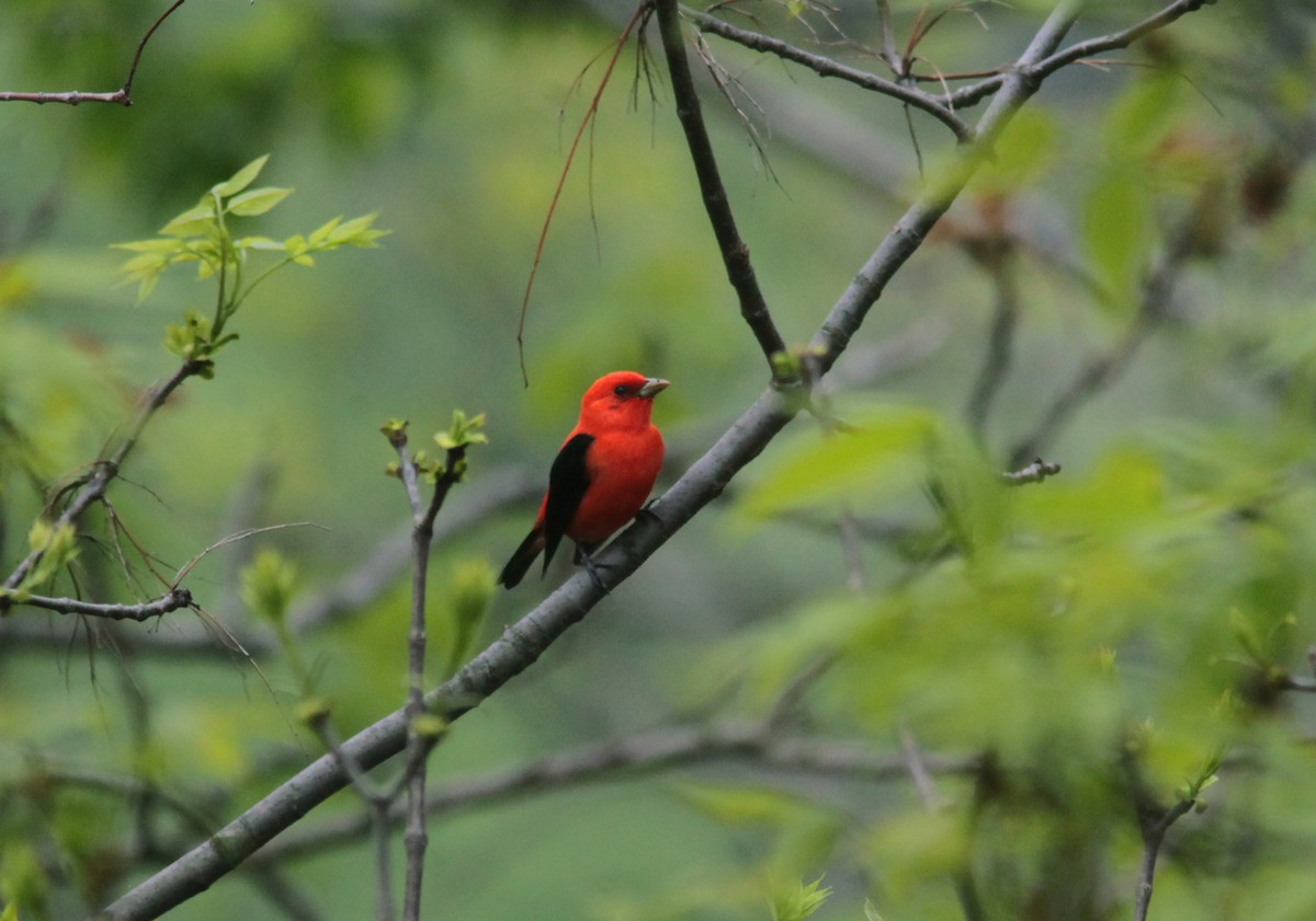 Scarlet Tanager - ML629045434