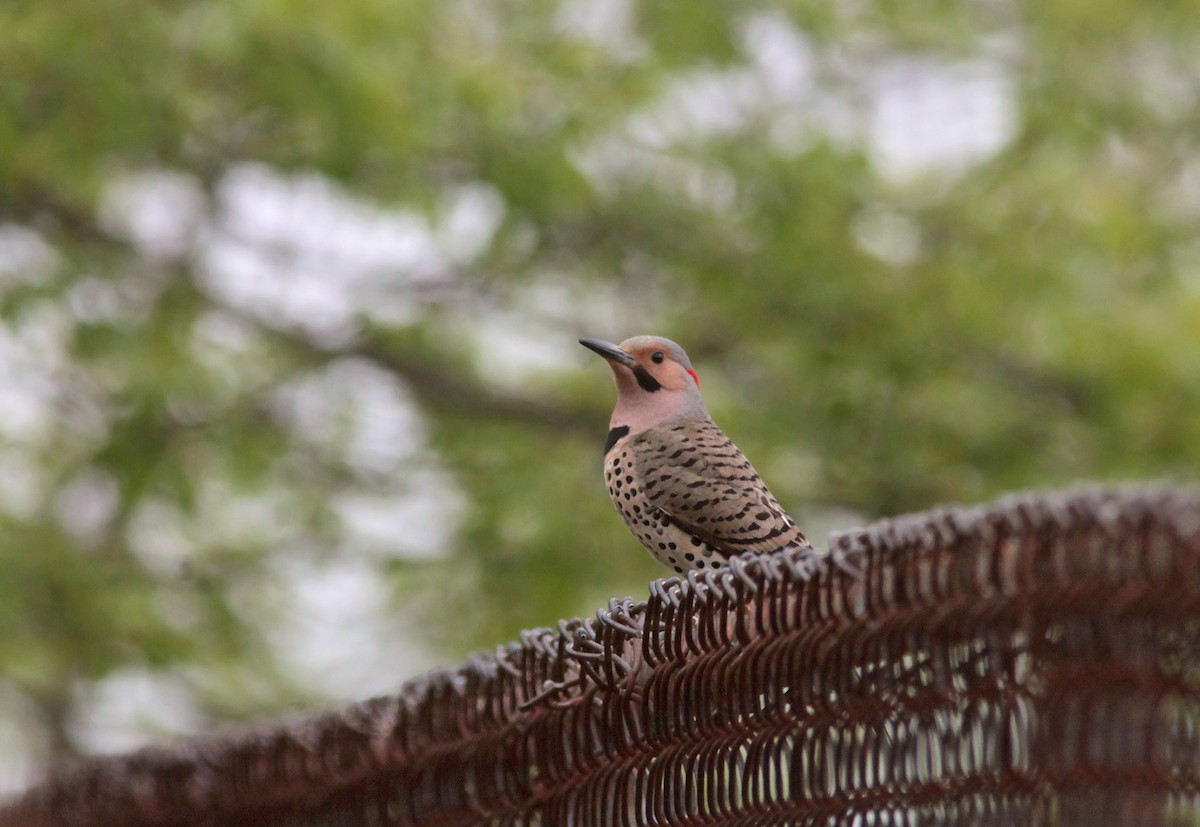 Northern Flicker - ML629045440