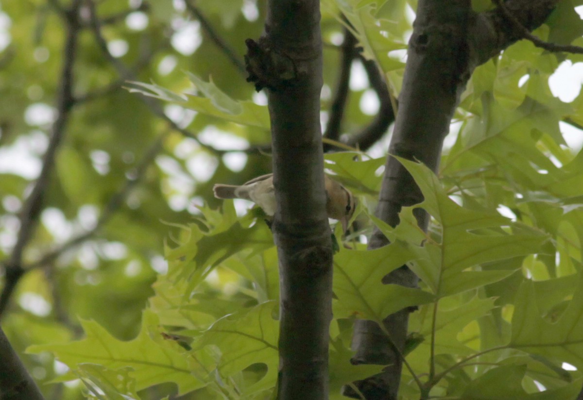Worm-eating Warbler - ML629045473