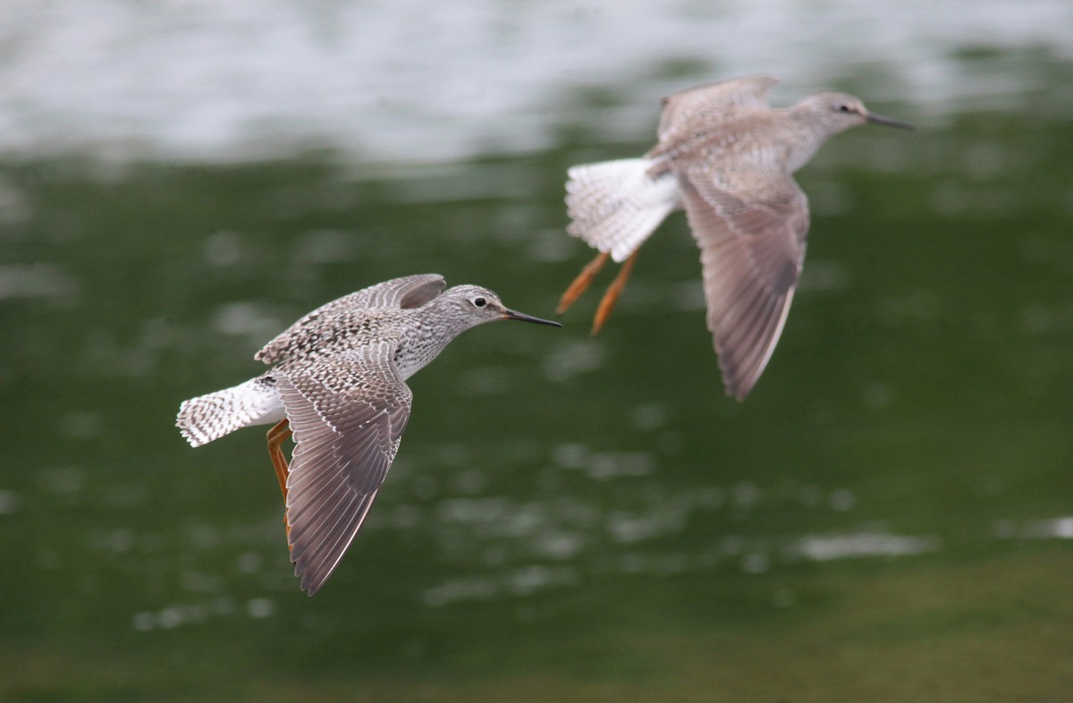Lesser Yellowlegs - ML629045585