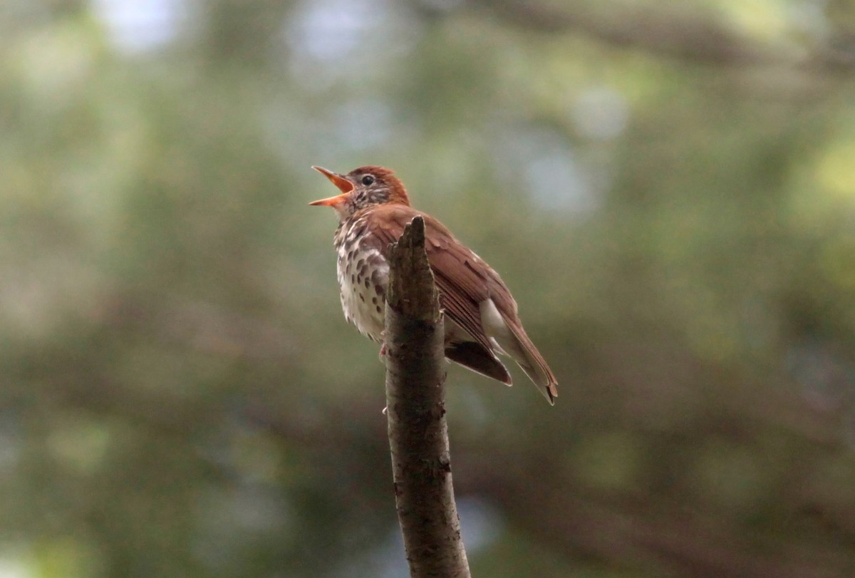 Wood Thrush - ML629045587