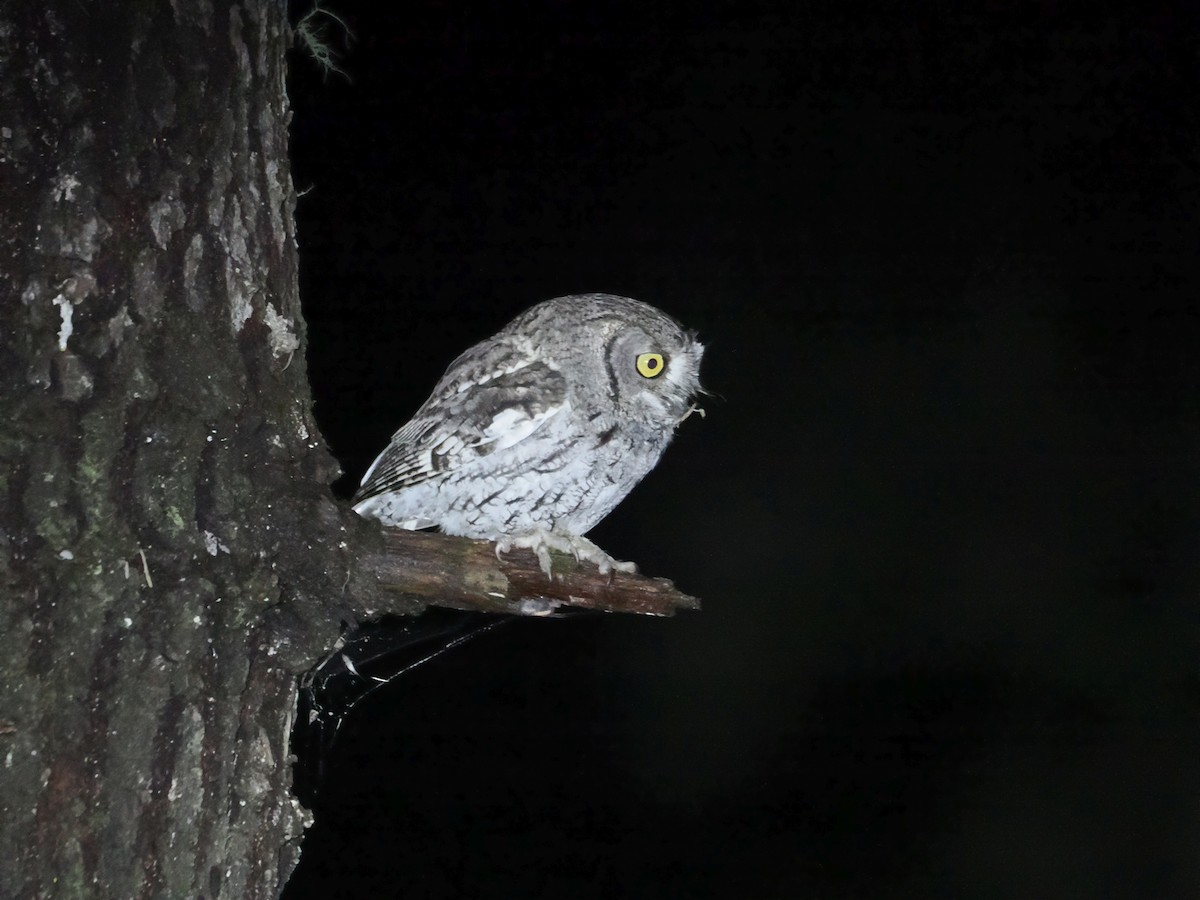 Western Screech-Owl - ML629045592